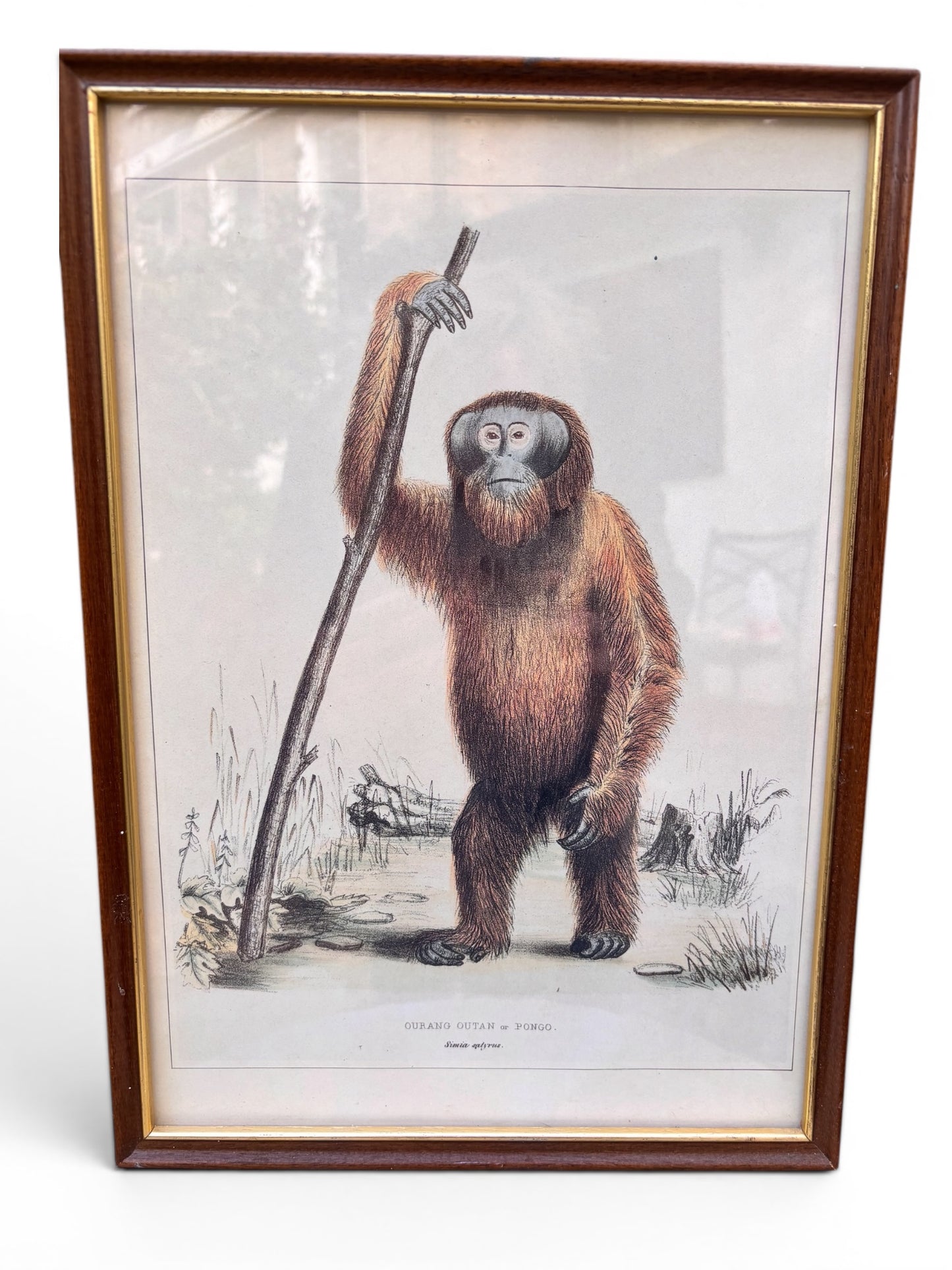 Orang-outang Print