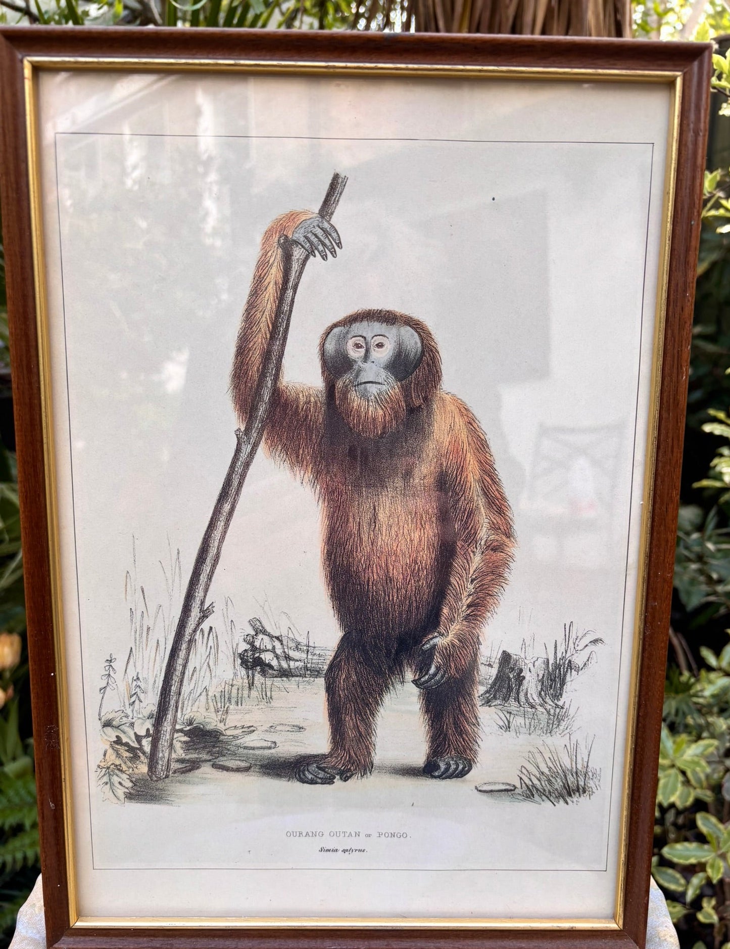 Orang-outang Print