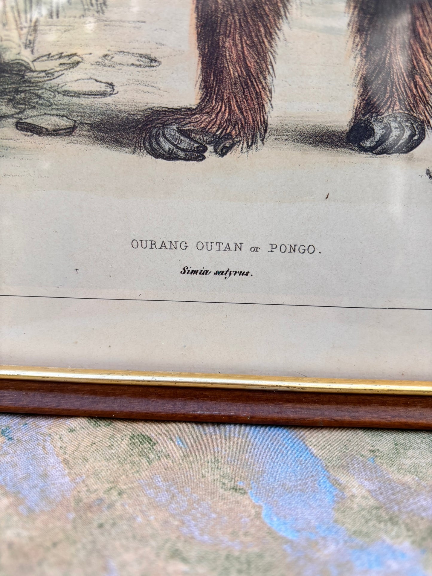 Orang-outang Print